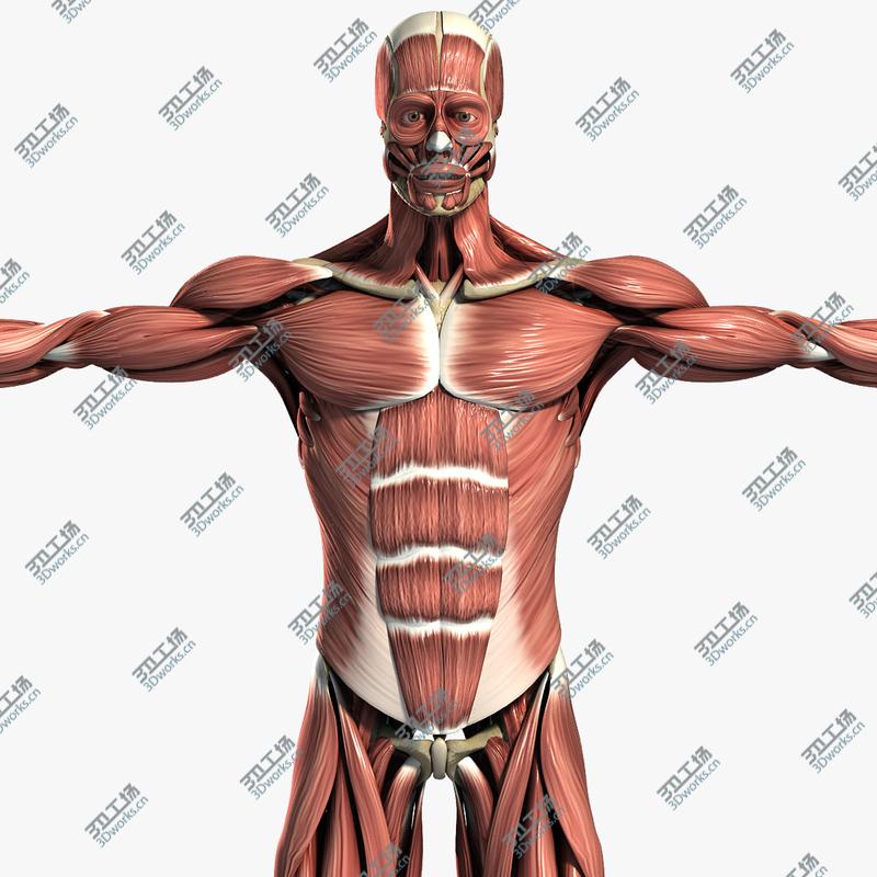 images/goods_img/20210319/Muscular & Skeletal System Anatomy Pack (Textured)/1.jpg